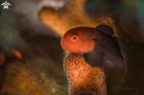 A Redhead Stylophora Goby (Paragobiodon echinocephalus)  