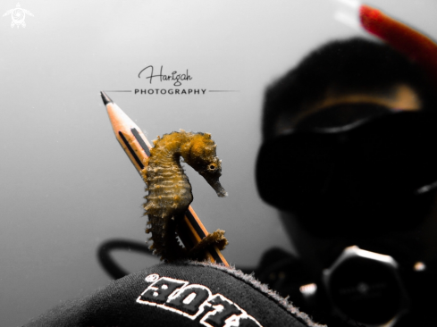 A Hippocampus | SEA HORSE 