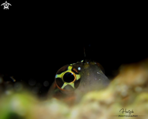 A BLENNY FISH