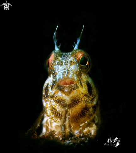 A Seaweed blenny