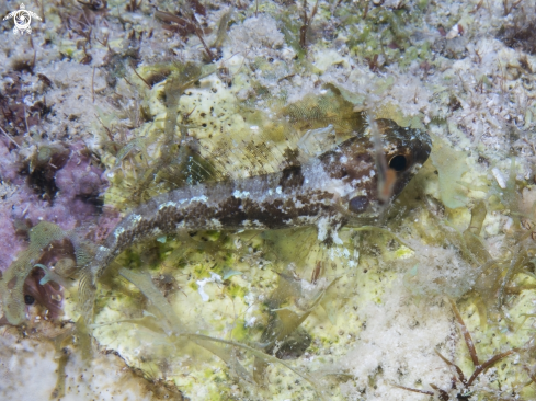 A Gobioclinus haitiensis | Longfin Blenny