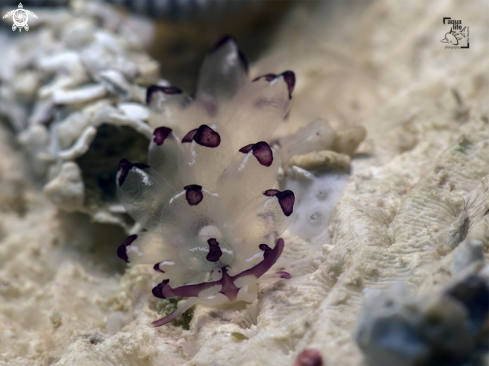 A Cyerce cristallina | Harlequin Glass Slug