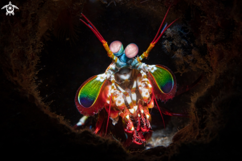 A Mantis shrimp