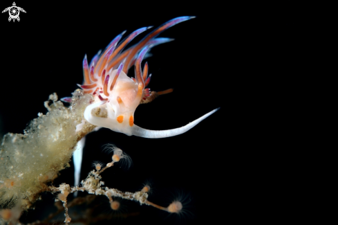 A Cratena peregrina nudibranch