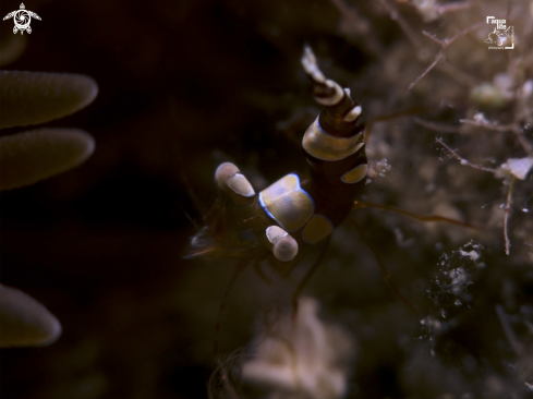 A Thor amboinensis | Squat Anemone Shrimp