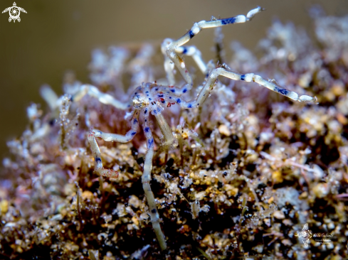 A Pycnogonidae Wilson, 1878 | Sea Spider 