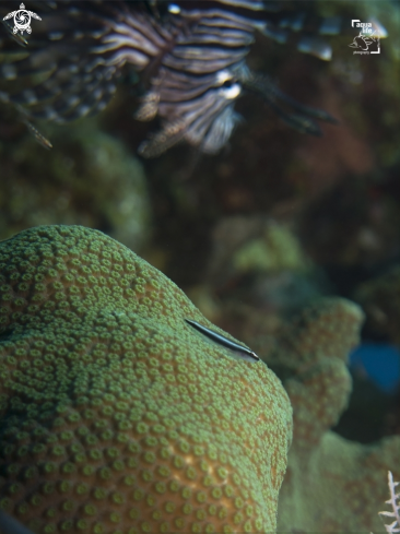 A Elacatinus lobeli and Pterois volitans | Caribbean Neon Goby and Lionfish