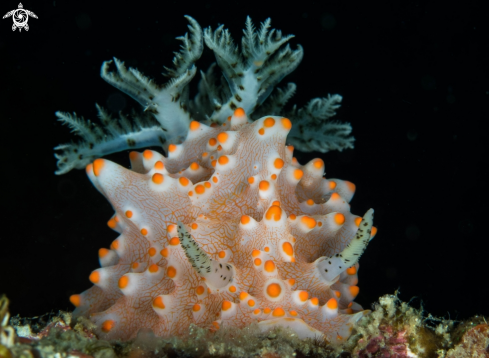 A Nudibranch