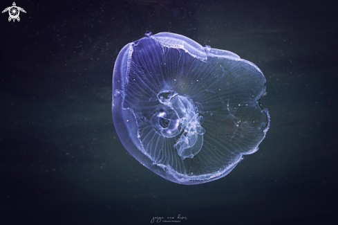 A Aurelia aurita | Moon jelly