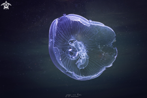 A Moon jelly