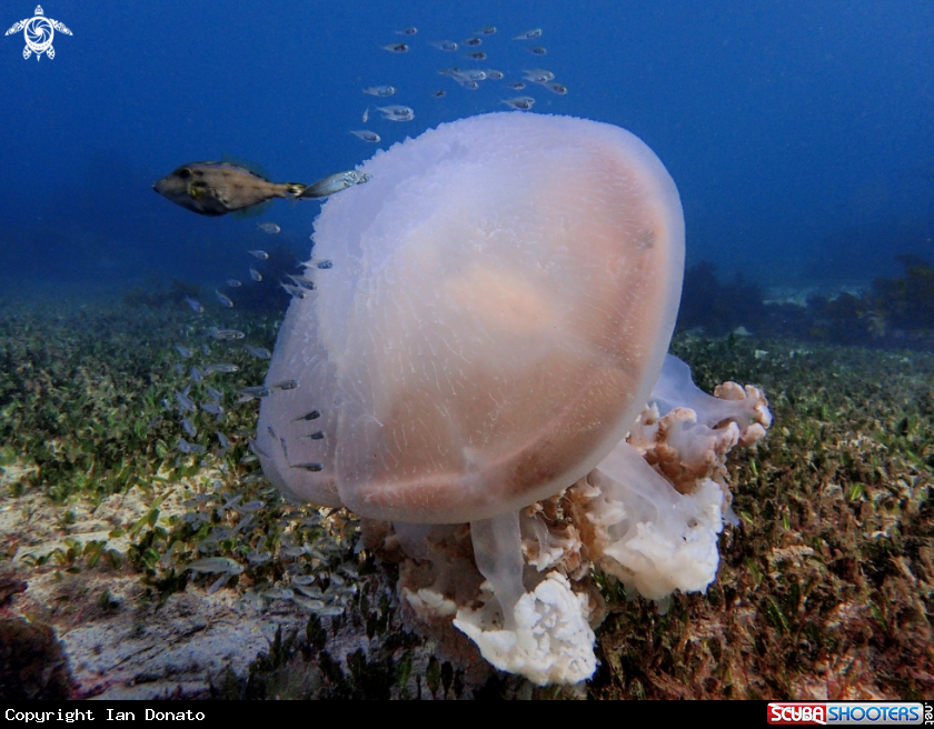 A Giant ocean jellyfish