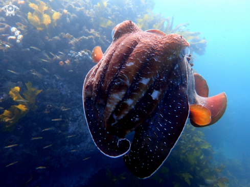 A Australian giant cuttlefish