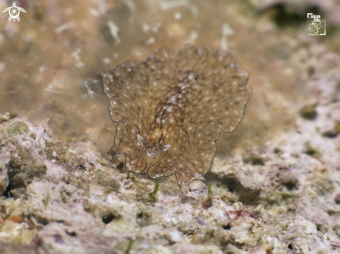 A Phrikoceros mopsus | Reticulated Flatworm