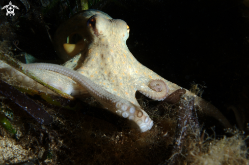 A Common octopus