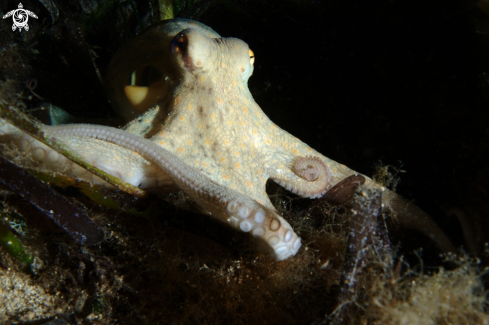 A Octopus vulgaris | Common octopus