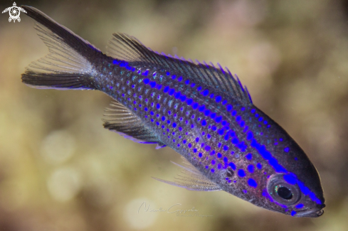 A Chromis chromis | baby 