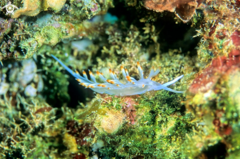 A nudibranch