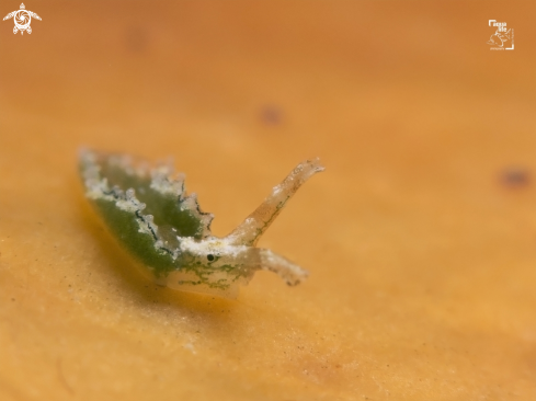 A Elysia sp. | Elysia