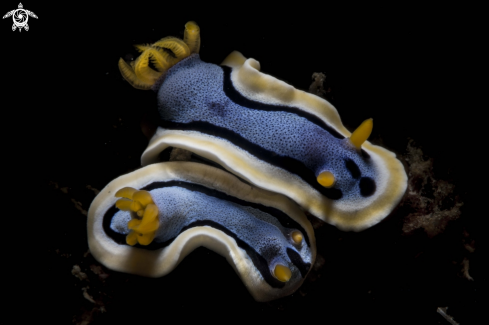 A Chromodoris annae