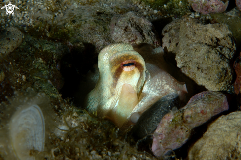 A Common octopus