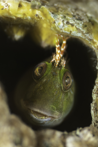 A Molly Miller Blenny