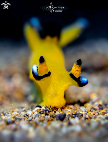 A Thecacera pacifica (Bergh, 1884) | Pikachu Nudibranch - Seaslug