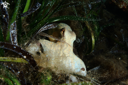 A Common octopus