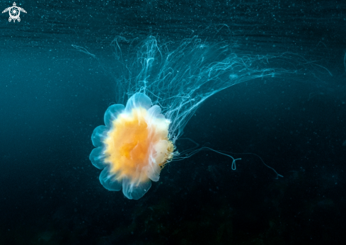 A Lions mane jelly