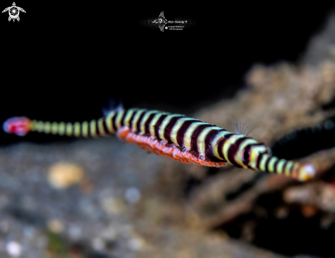 A Dunckerocampus dactyliophorus(Bleeker, 1853) | Banded Pipefish, male carrying eggs 