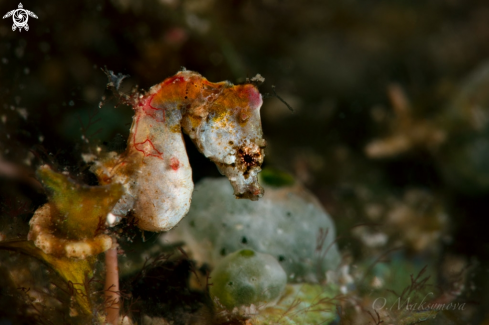 A Pontoh's pygmy seahorse (Hippocampus pontohi)