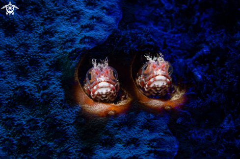 A Blenny fish