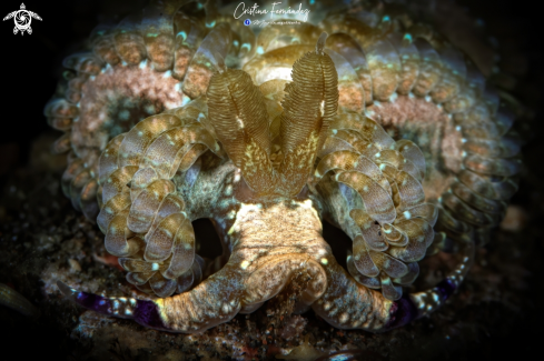 A Nudibranch