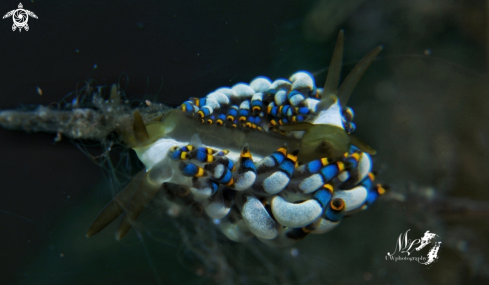 A Trinchesia sp nudibranch 