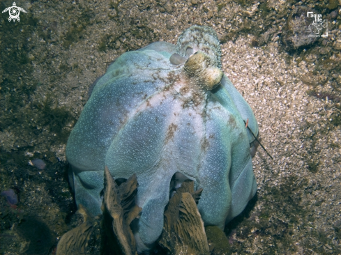 A Octopus briareus | Caribbean Reef Octopus