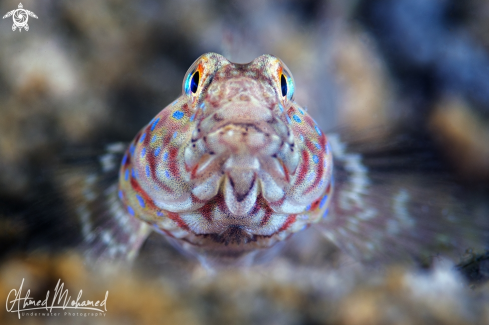 A Arabian Goby