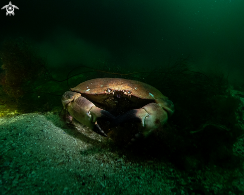 A Edible crab