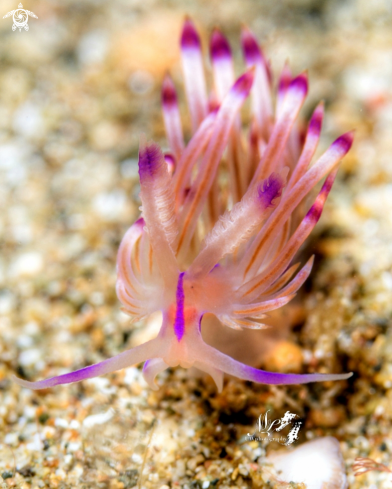 A Coryphellina  nudibranch 