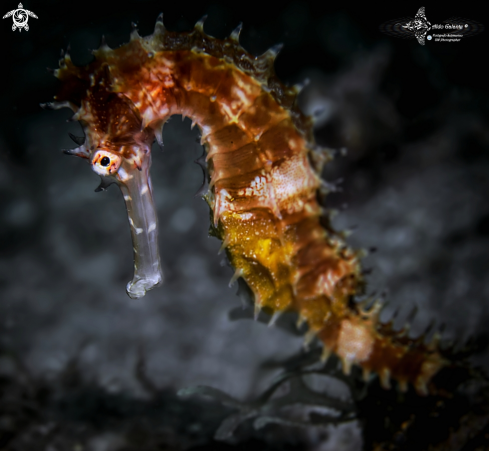 A Hippocampus histrix (Kaup, 1856)  | Thorny Seahorse