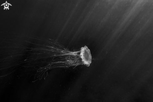 A Lions mane jelly