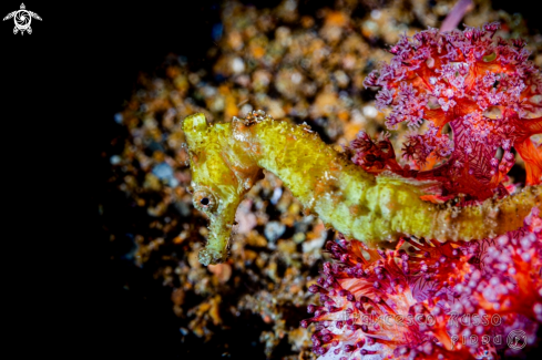 A Hippocampus kuda | Seahorse