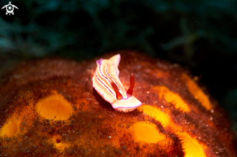 A Hypselodoris emma | NUDIBRANCH