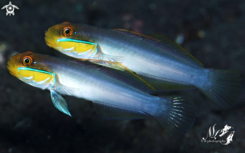 A Sleeper Gold Head Goby 