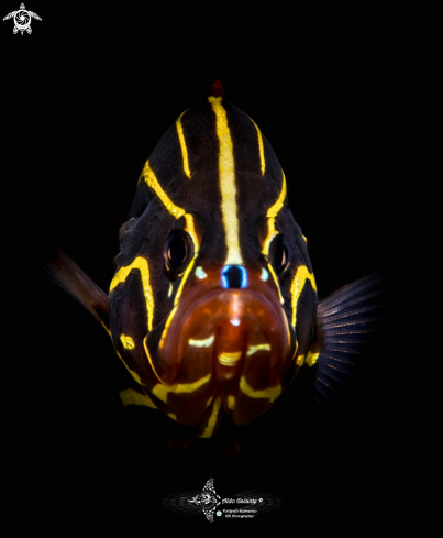 A Grammistes sexlineatus (Thunberg, 1792) | Goldstriped Soapfish or Lined Soap Fish