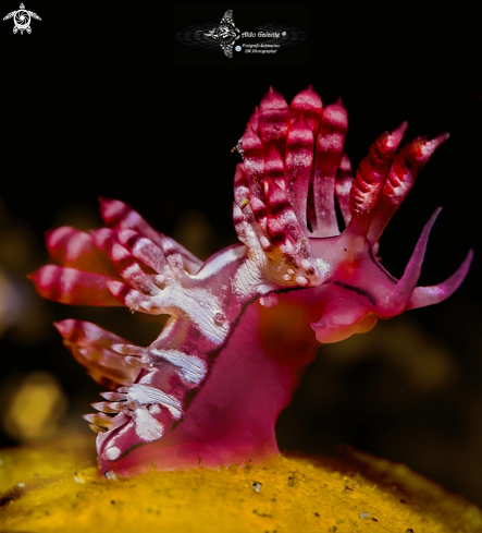 A  Coryphellina sp. | Aeolid Nudibranch 