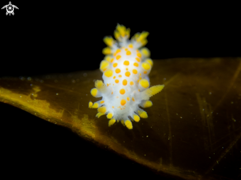 A Nudibranch