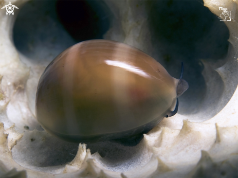 A Luria cineria | Atlantic gray cowry