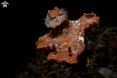 A Ceratosoma gracillimum