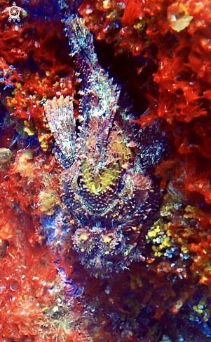 A Scorpionfish 