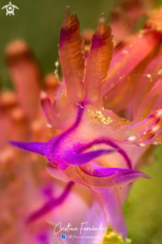 A Nudibranch