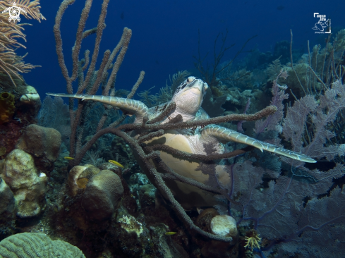 A Chelonia mydas | Green Sea Turtle